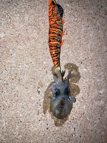 ミミイカの釣果