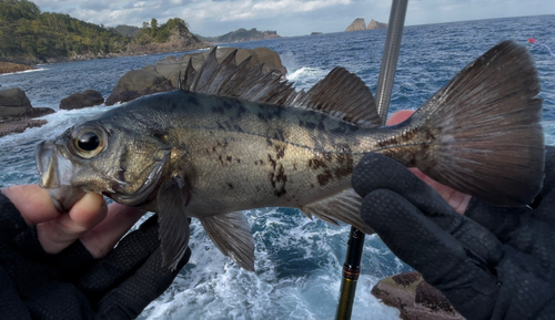 クロメバルの釣果