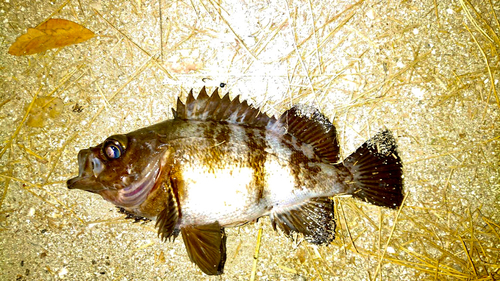 アオメバルの釣果