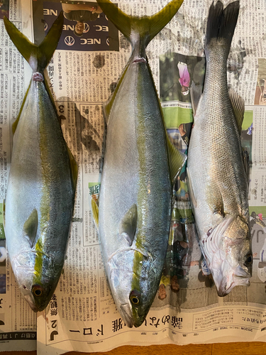 ツバスの釣果