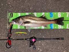 スズキの釣果