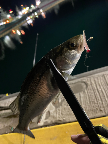 セイゴ（マルスズキ）の釣果