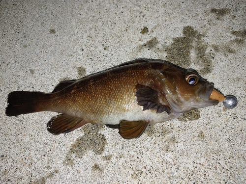 エゾメバルの釣果