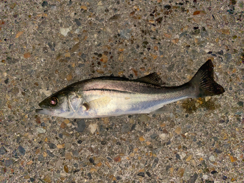 スズキの釣果