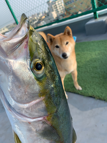 メジロの釣果