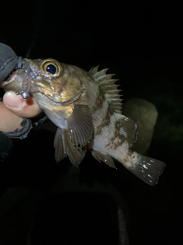 メバルの釣果