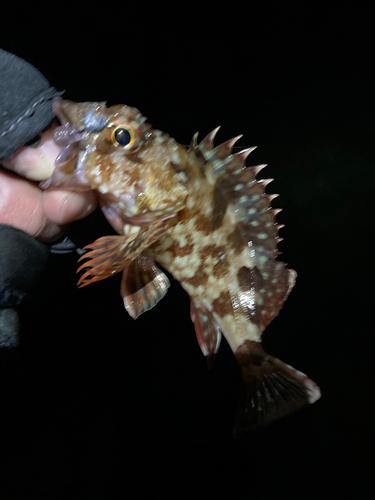 カサゴの釣果