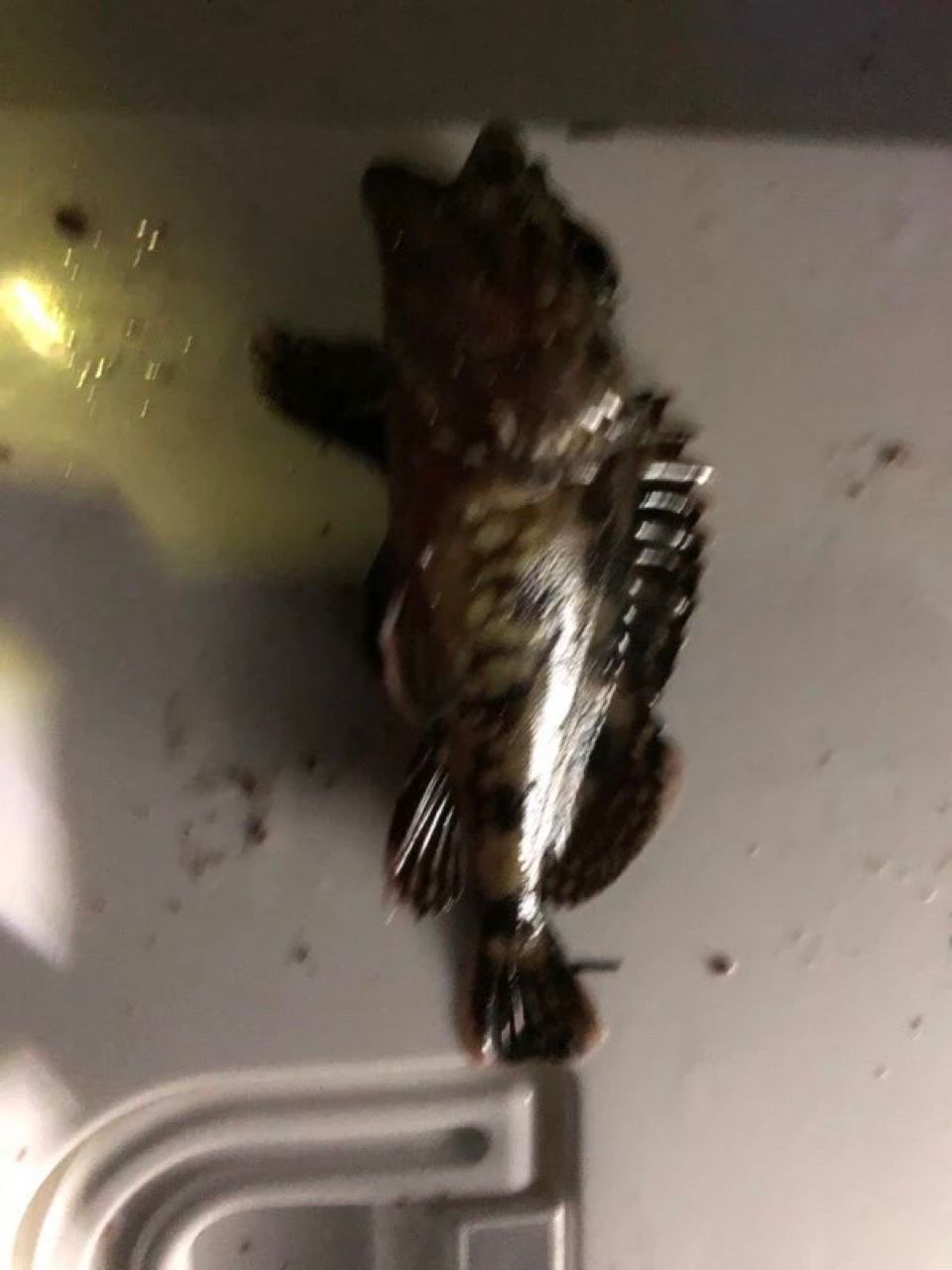 カサゴ