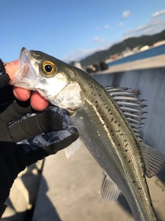 セイゴ（タイリクスズキ）の釣果