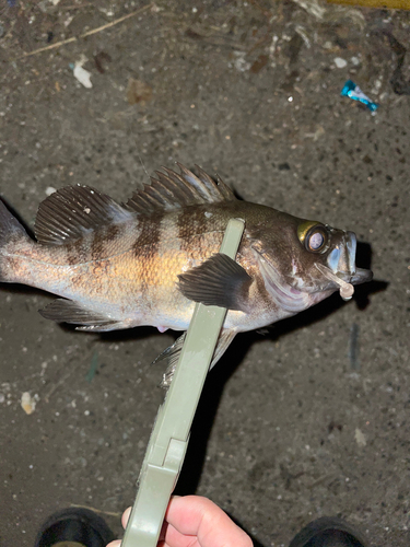 メバルの釣果