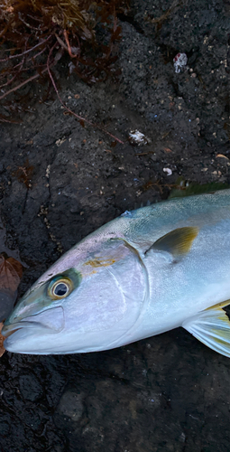 ヒラマサの釣果