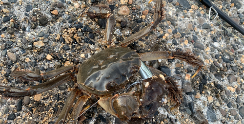 カニの釣果