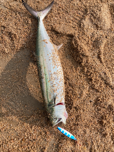 サゴシの釣果