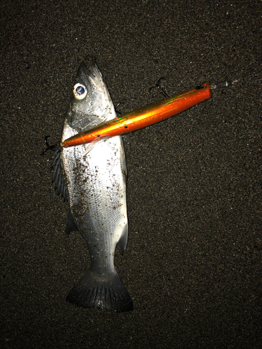 セイゴ（ヒラスズキ）の釣果