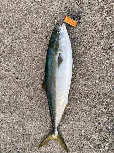 ブリの釣果