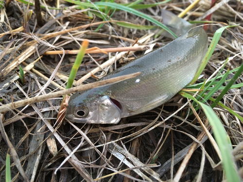 ウグイの釣果