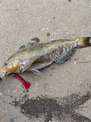 アブラコの釣果