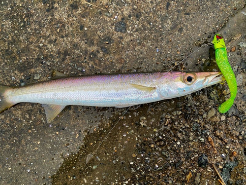 カマスの釣果