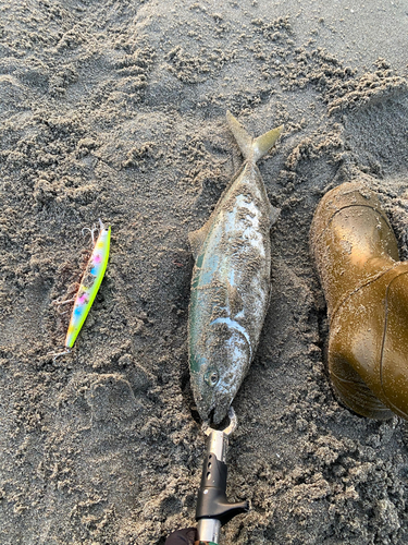 イナダの釣果