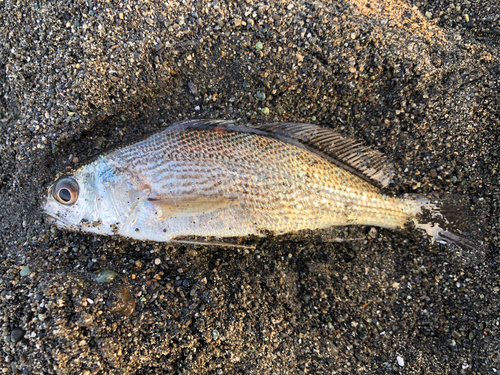 イシモチの釣果