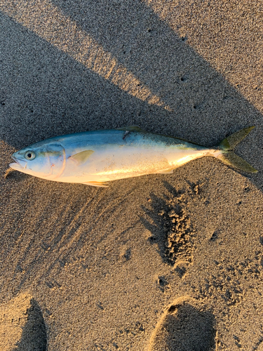 イナダの釣果