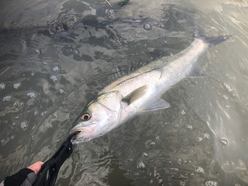 シーバスの釣果