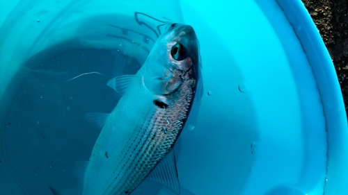 コノシロの釣果