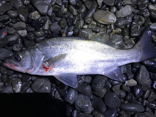 セイゴ（ヒラスズキ）の釣果