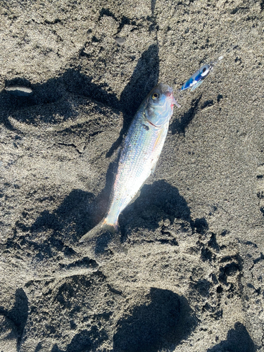 コノシロの釣果