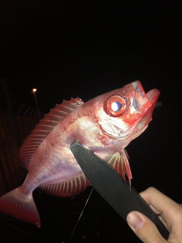 ホウセキキントキの釣果