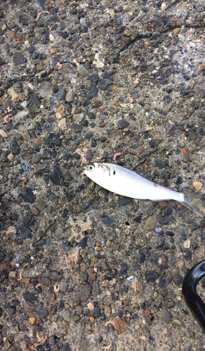 コハダの釣果