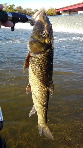 ニゴイの釣果