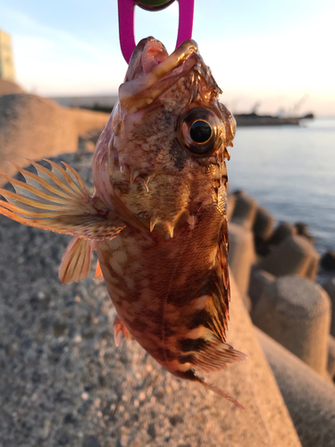 カサゴの釣果