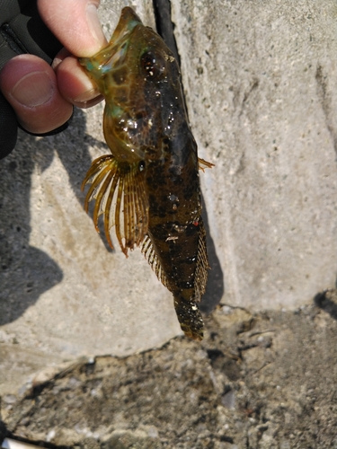 アナハゼの釣果