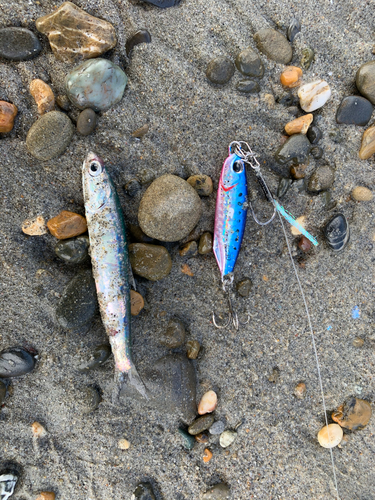 カタクチイワシの釣果