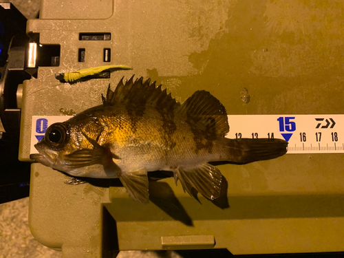 クロメバルの釣果