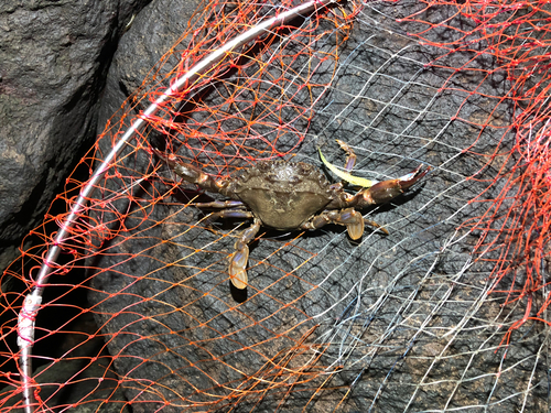 イシガニの釣果