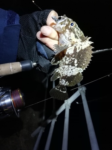 ガシラの釣果