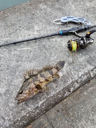 タケノコメバルの釣果