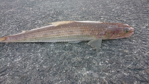 エソの釣果