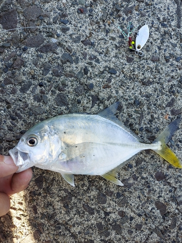 メッキの釣果