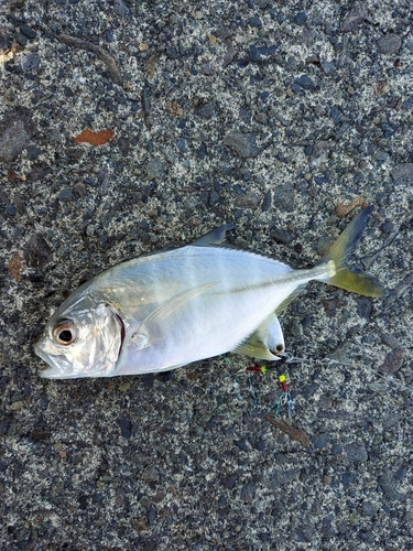 メッキの釣果