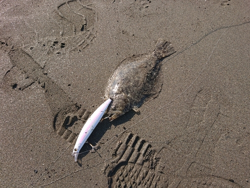 ソゲの釣果