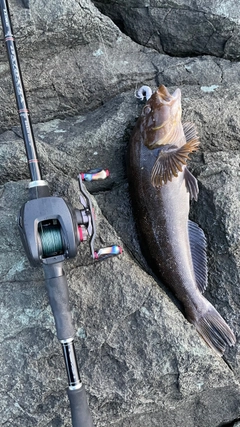 アイナメの釣果