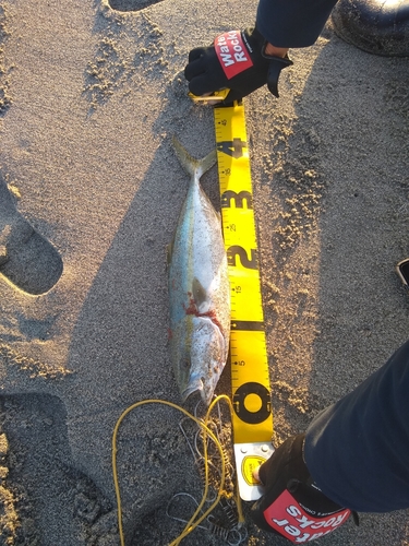 イナダの釣果