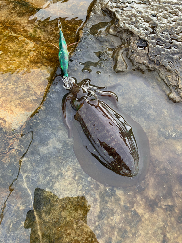 アオリイカの釣果