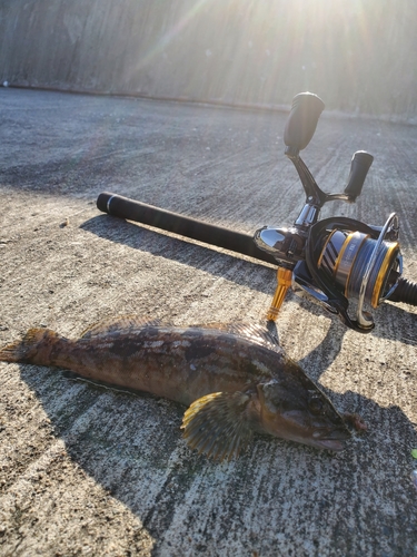 アイナメの釣果