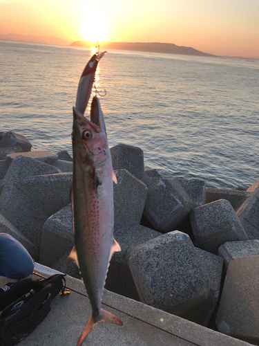 サゴシの釣果