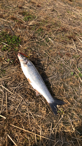 ウグイの釣果