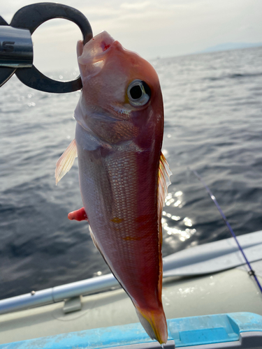 アマダイの釣果